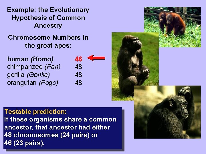 Example: the Evolutionary Hypothesis of Common Ancestry Chromosome Numbers in the great apes: human