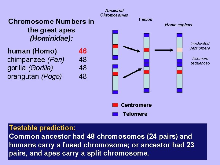 Ancestral Chromosomes Chromosome Numbers in the great apes (Hominidae): human (Homo) chimpanzee (Pan) gorilla Ancestral Chromosomes Chromosome Numbers in the great apes (Hominidae): human (Homo) chimpanzee (Pan) gorilla