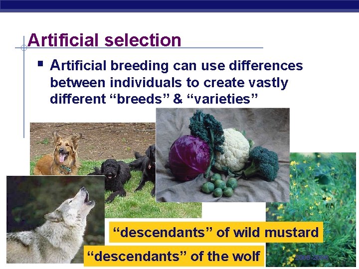 Artificial selection § Artificial breeding can use differences between individuals to create vastly different Artificial selection § Artificial breeding can use differences between individuals to create vastly different