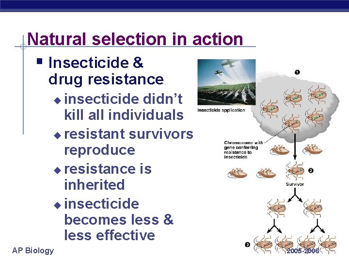 Natural selection in action § Insecticide & drug resistance insecticide didn’t kill all individuals