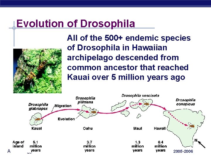 Evolution of Drosophila All of the 500+ endemic species of Drosophila in Hawaiian archipelago