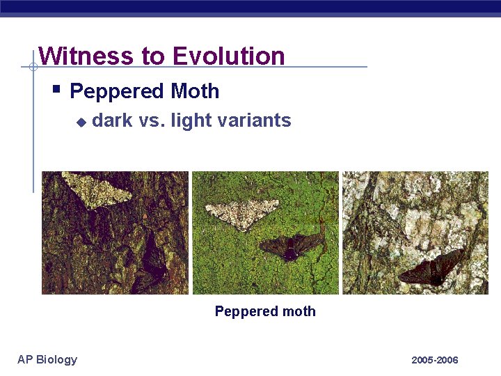 Witness to Evolution § Peppered Moth u dark vs. light variants Peppered moth AP Witness to Evolution § Peppered Moth u dark vs. light variants Peppered moth AP
