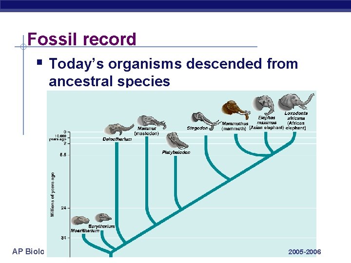 Fossil record § Today’s organisms descended from ancestral species AP Biology 2005 -2006 