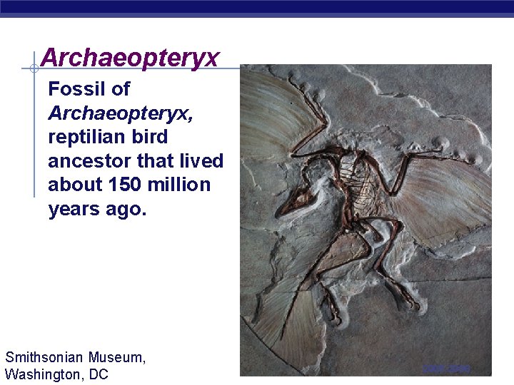 Archaeopteryx Fossil of Archaeopteryx, reptilian bird ancestor that lived about 150 million years ago.