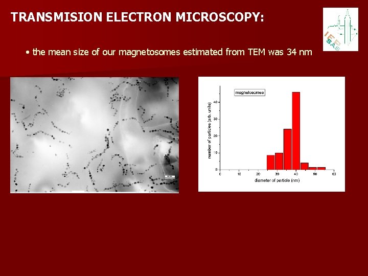 TRANSMISION ELECTRON MICROSCOPY: • the mean size of our magnetosomes estimated from TEM was