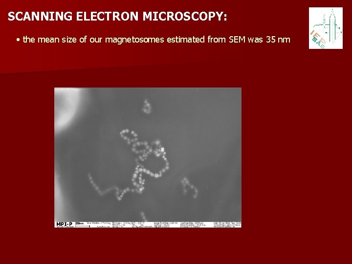 SCANNING ELECTRON MICROSCOPY: • the mean size of our magnetosomes estimated from SEM was