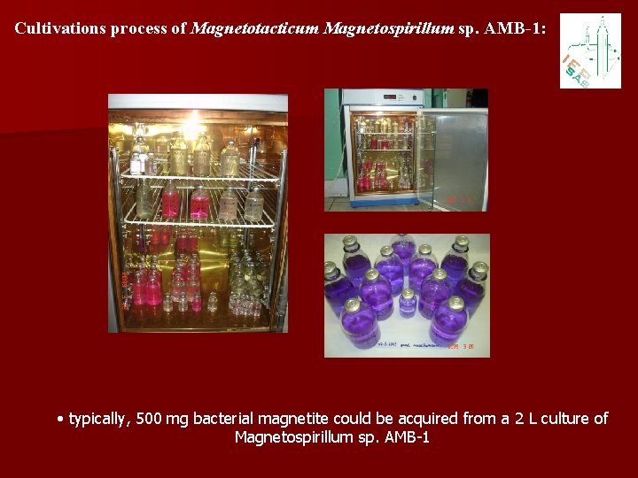 Cultivations process of Magnetotacticum Magnetospirillum sp. AMB-1: • typically, 500 mg bacterial magnetite could