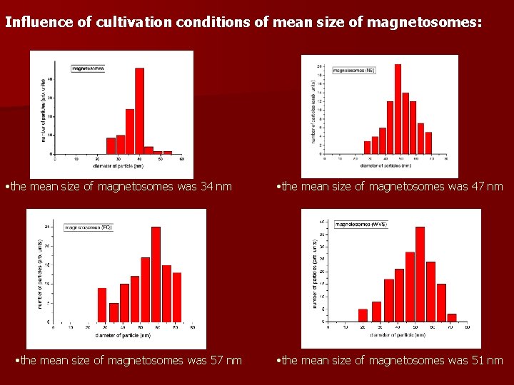 Influence of cultivation conditions of mean size of magnetosomes: • the mean size of