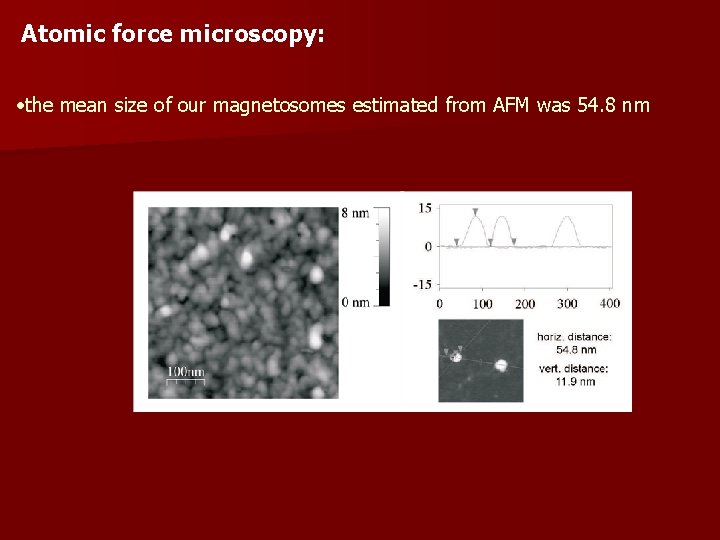 Atomic force microscopy: • the mean size of our magnetosomes estimated from AFM was