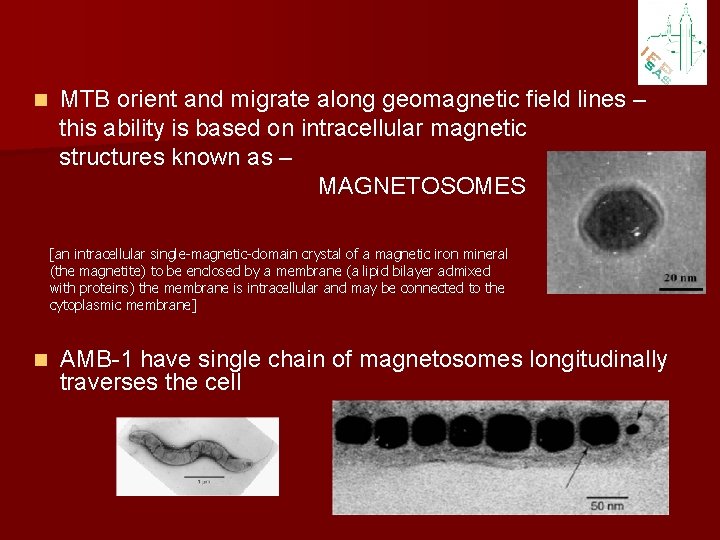 n MTB orient and migrate along geomagnetic field lines – this ability is based