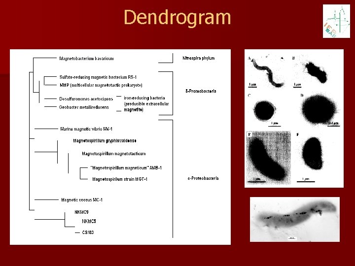 Dendrogram 