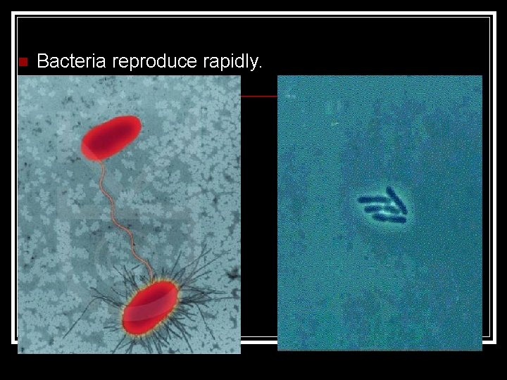 n Bacteria reproduce rapidly. 
