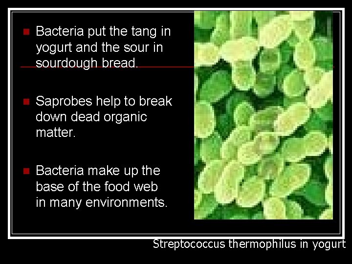 n Bacteria put the tang in yogurt and the sour in sourdough bread. n