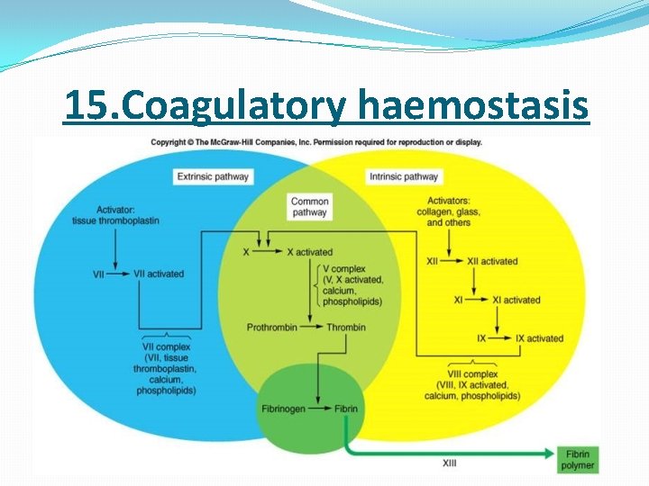  15. Coagulatory haemostasis 
