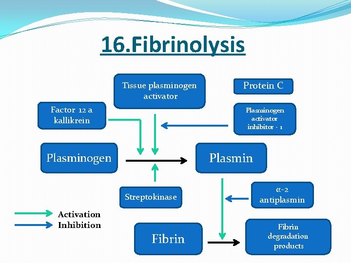  16. Fibrinolysis Tissue plasminogen activator Factor 12 a kallikrein Protein C Plasminogen activator