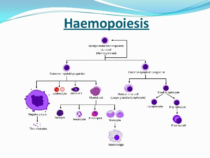  Haemopoiesis 