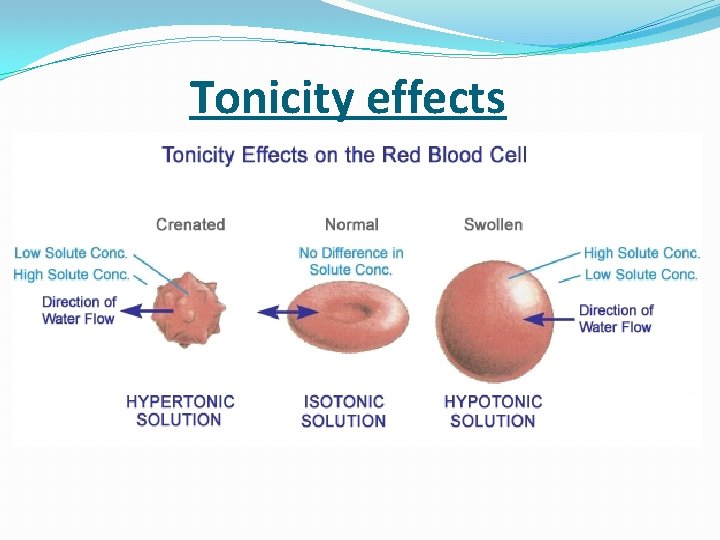  Tonicity effects 