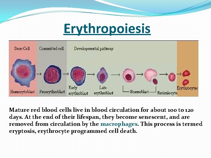 Erythropoiesis Mature red blood cells live in blood circulation for about 100 to 120