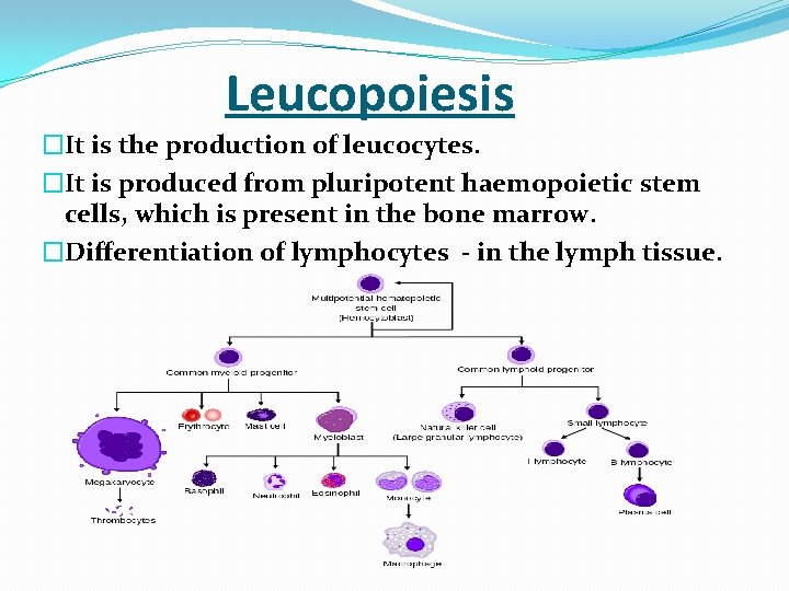  Leucopoiesis �It is the production of leucocytes. �It is produced from pluripotent haemopoietic