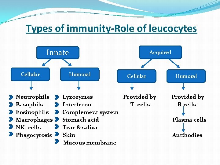  Types of immunity-Role of leucocytes Innate Cellular Humoral Acquired Cellular Humoral Neutrophils Lyzozymes