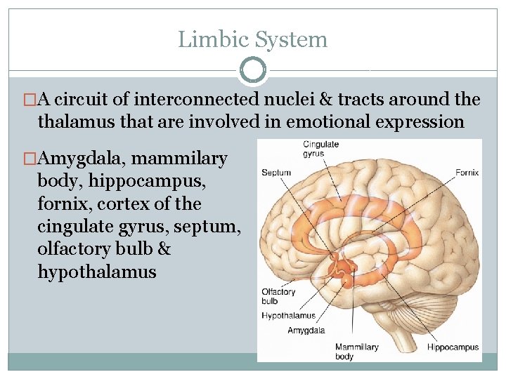 Limbic System �A circuit of interconnected nuclei & tracts around the thalamus that are