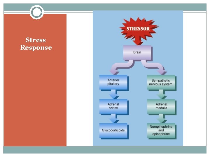 Stress Response 