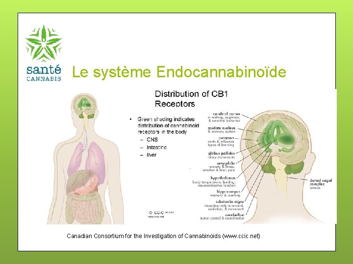 Le système Endocannabinoïde Canadian Consortium for the Investigation of Cannabinoids (www. ccic. net) 
