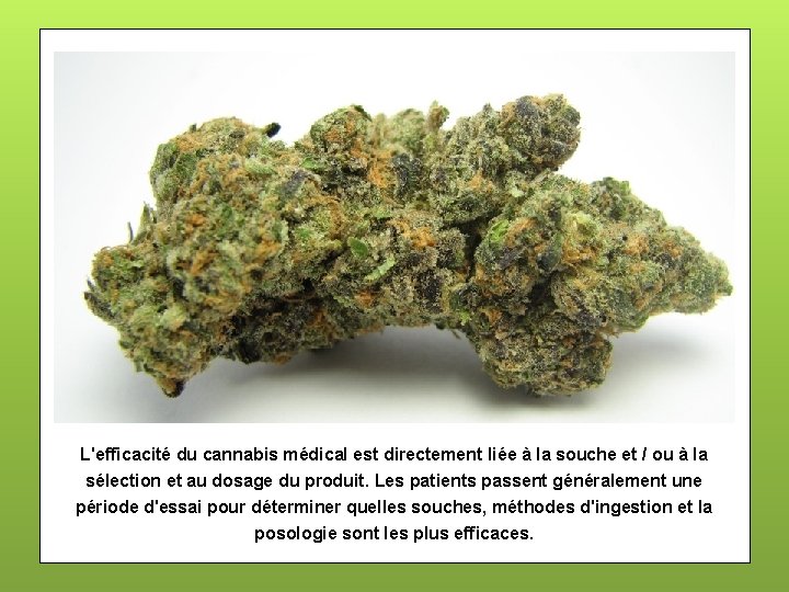 L'efficacité du cannabis médical est directement liée à la souche et / ou à