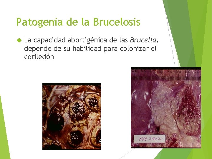 Patogenia de la Brucelosis La capacidad abortigénica de las Brucella, depende de su habilidad
