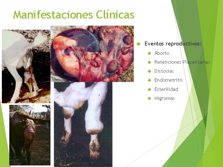 Manifestaciones Clínicas Eventos reproductivos: Aborto Retenciones Placentarias Distocias Endometritis Esterilidad Higromas 