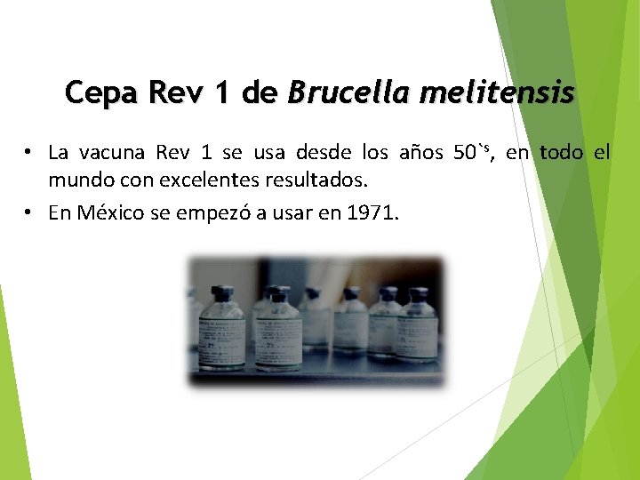 Cepa Rev 1 de Brucella melitensis • La vacuna Rev 1 se usa desde