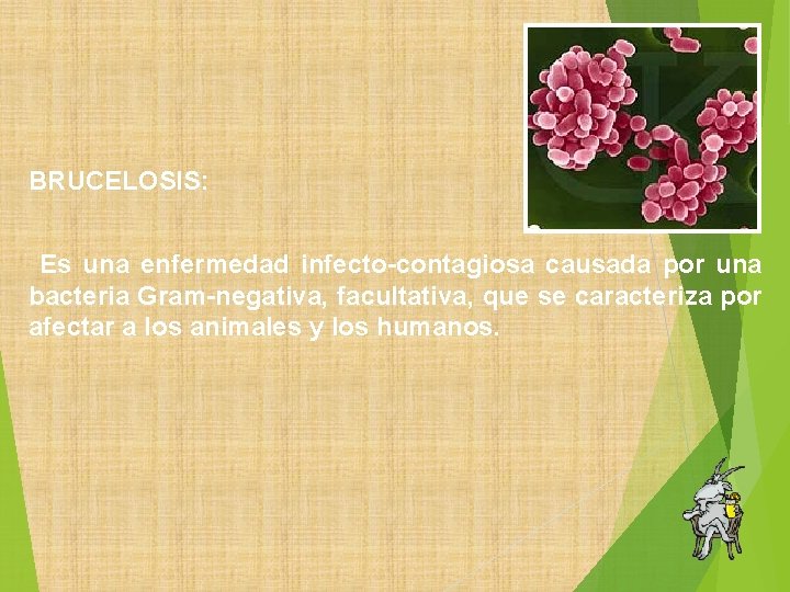 BRUCELOSIS: Es una enfermedad infecto-contagiosa causada por una bacteria Gram-negativa, facultativa, que se caracteriza