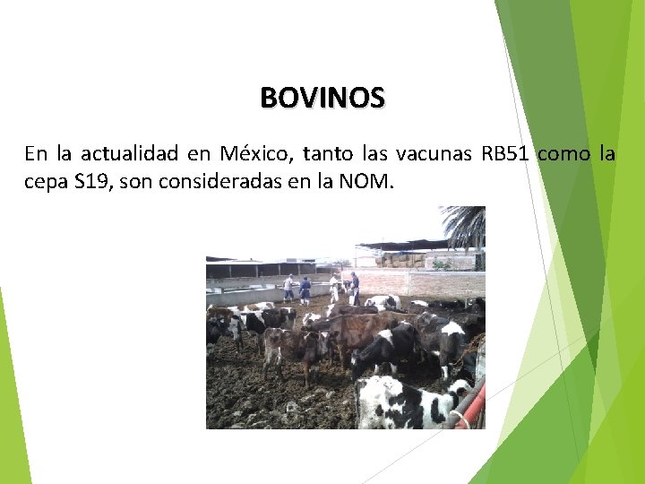 BOVINOS En la actualidad en México, tanto las vacunas RB 51 como la cepa