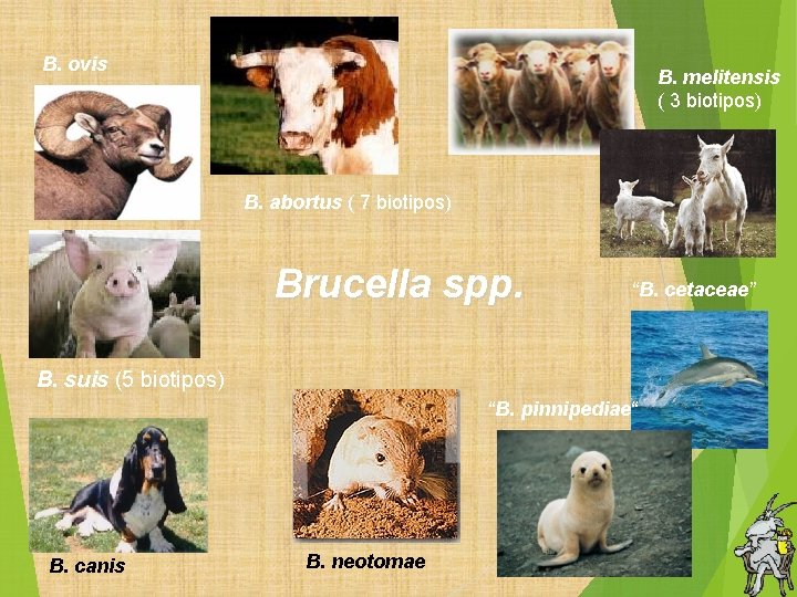 B. ovis B. melitensis ( 3 biotipos) B. abortus ( 7 biotipos) Brucella spp.