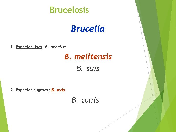 Brucelosis Brucella 1. Especies lisas: B. abortus B. melitensis B. suis 2. Especies rugosas: