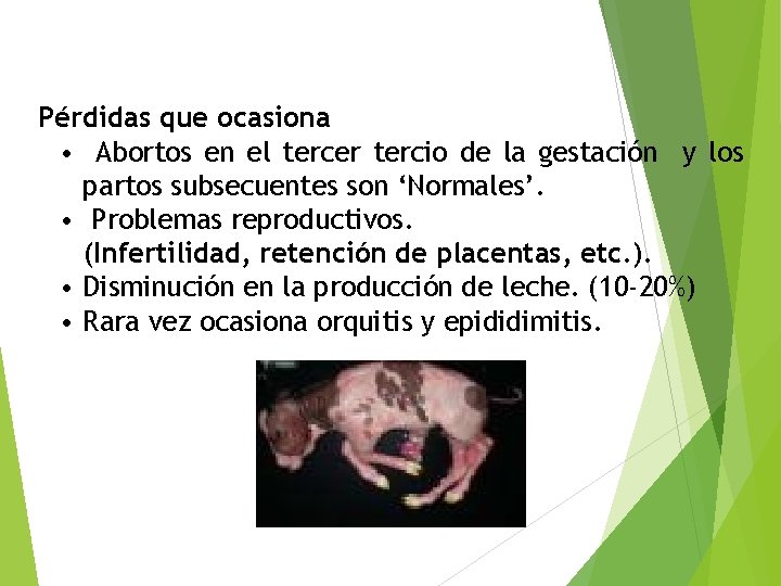 Pérdidas que ocasiona • Abortos en el tercer tercio de la gestación y los