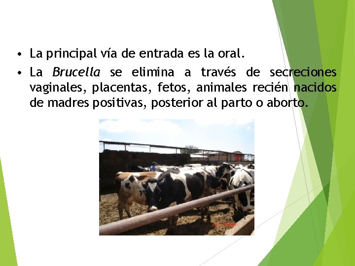  • La principal vía de entrada es la oral. • La Brucella se