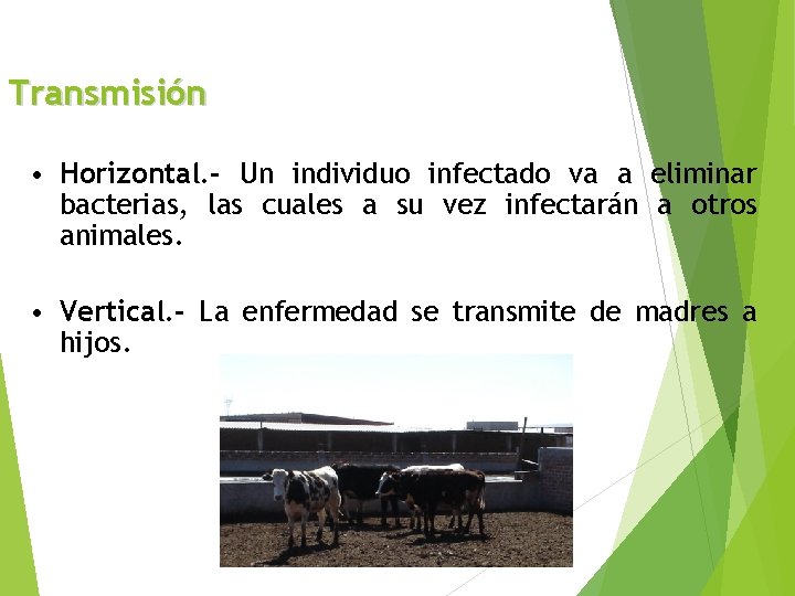 Transmisión • Horizontal. - Un individuo infectado va a eliminar bacterias, las cuales a
