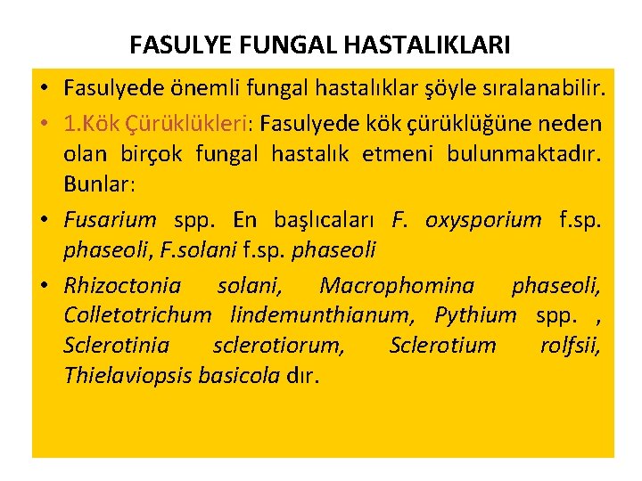 FASULYE FUNGAL HASTALIKLARI • Fasulyede önemli fungal hastalıklar şöyle sıralanabilir. • 1. Kök Çürüklükleri: