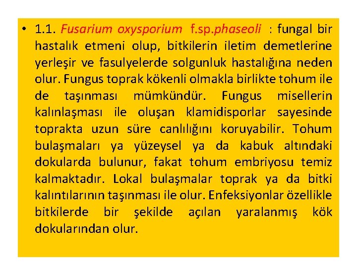  • 1. 1. Fusarium oxysporium f. sp. phaseoli : fungal bir hastalık etmeni