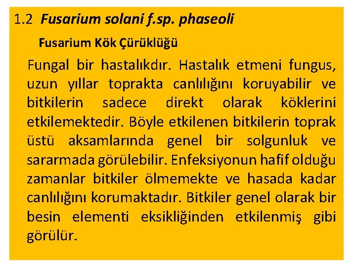 1. 2 Fusarium solani f. sp. phaseoli Fusarium Kök Çürüklüğü Fungal bir hastalıkdır. Hastalık