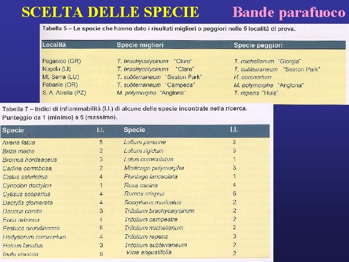 SCELTA DELLE SPECIE Bande parafuoco 