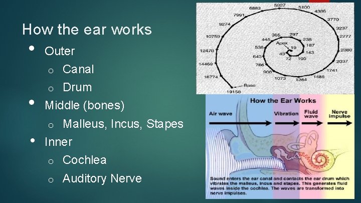 How the ear works • • Outer o Canal o Drum Middle (bones) o