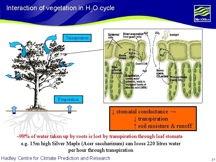 Interaction of vegetation in H 2 O cycle Transpiration Evaporation ↓ stomatal conductance →