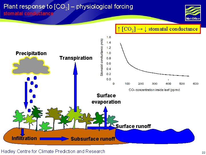 Plant response to [CO 2] – physiological forcing stomatal conductance ↑ [CO 2] →