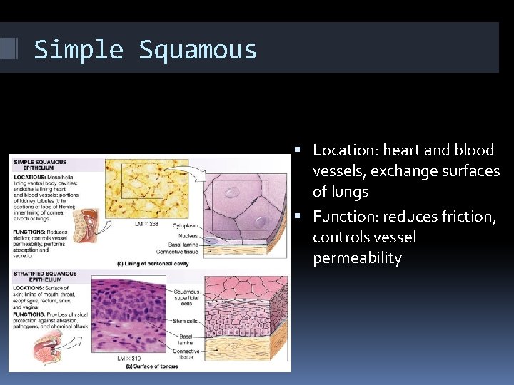 Simple Squamous Location: heart and blood vessels, exchange surfaces of lungs Function: reduces friction,