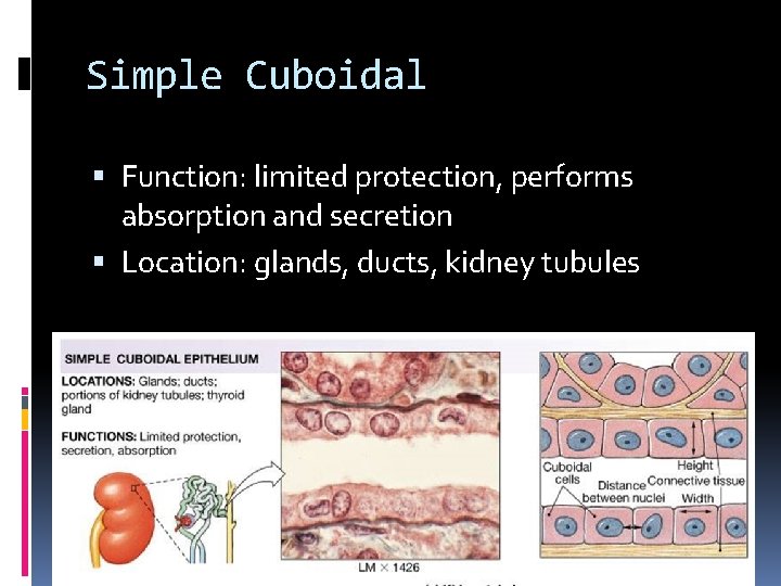 Simple Cuboidal Function: limited protection, performs absorption and secretion Location: glands, ducts, kidney tubules
