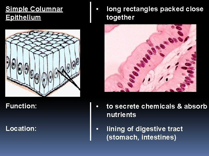 Simple Columnar Epithelium • long rectangles packed close together Function: • to secrete chemicals