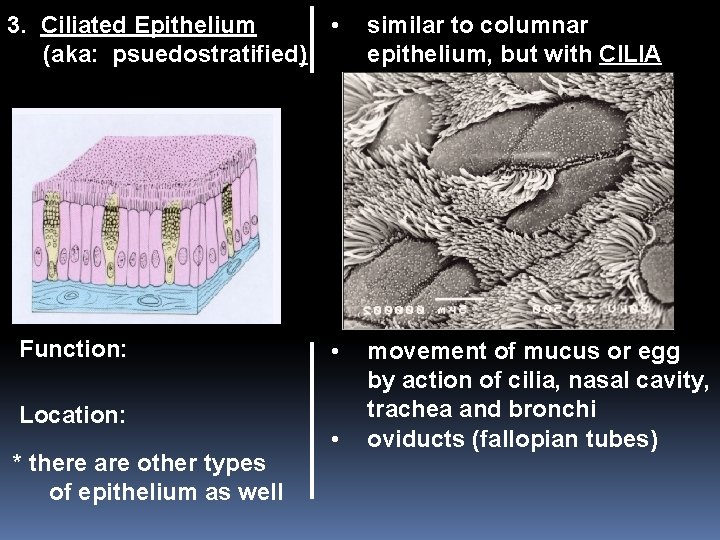 3. Ciliated Epithelium • (aka: psuedostratified) Function: Location: * there are other types of