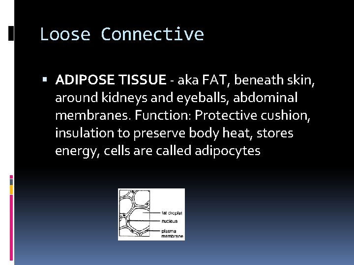 Loose Connective ADIPOSE TISSUE - aka FAT, beneath skin, around kidneys and eyeballs, abdominal